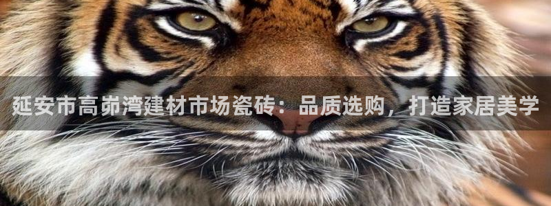 杏鑫官方平台怎么样啊
