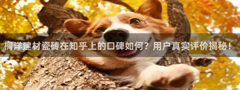 杏鑫平台待遇
