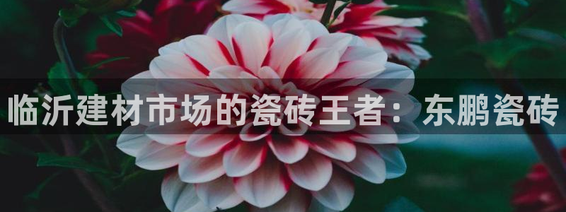 杏鑫平台直属哪个公司
