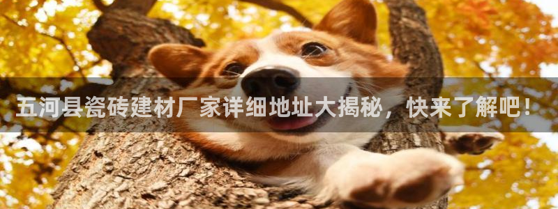 杏鑫娱乐多少年了
