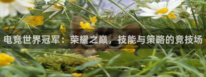 完美电竞世界官网：电竞世界冠军：荣耀之巅，技能与策略的竞技场