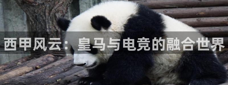 完美电竞竞技平台：西甲风云：皇马与电竞的融合世界