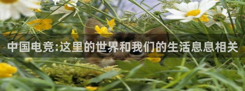 完美电竞官网首页：中国电竞:这里的世界和我们的生活息息相关