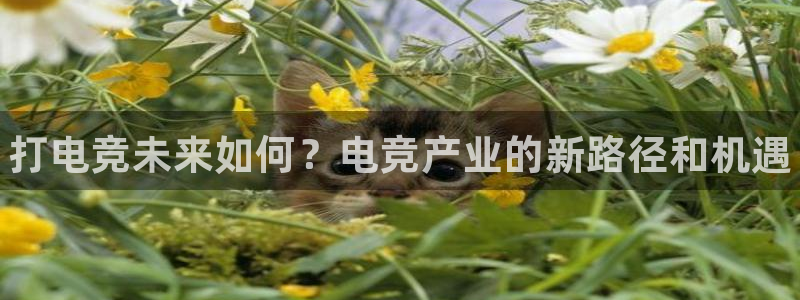 完美电竞直播：打电竞未来如何？电竞产业的新路径和机遇
