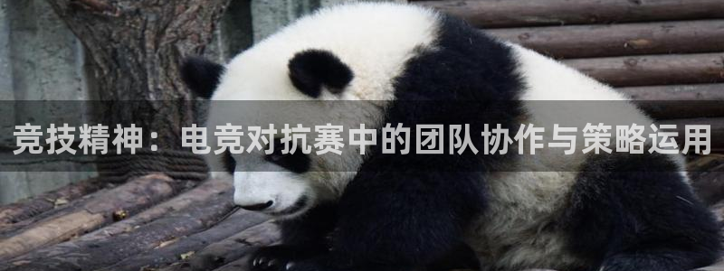 完美电竞平台官网：竞技精神：电竞对抗赛中的团队协作与策略运用