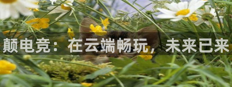 完美电竞账号：颠电竞：在云端畅玩，未来已来