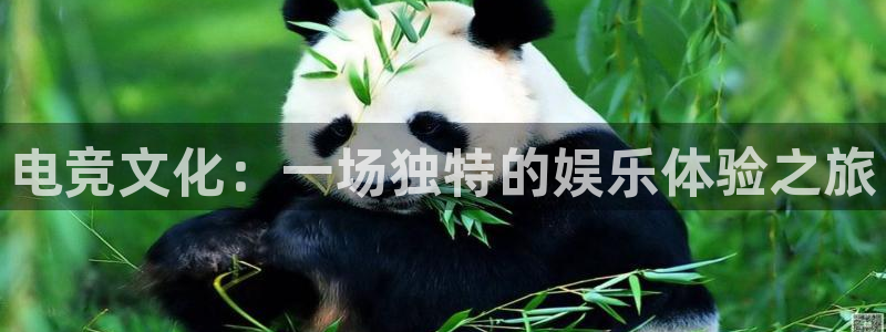 完美电竞世界平台下载：电竞文化：一场独特的娱乐体验之旅
